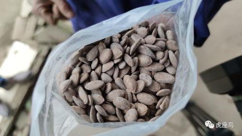 吃瓜连瓜子一起吃,连瓜子也成了美食新宠